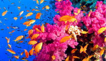 24-Best-Places-to-Scuba-Dive-in-the-World