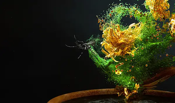 PAA Dengue Thumbnail