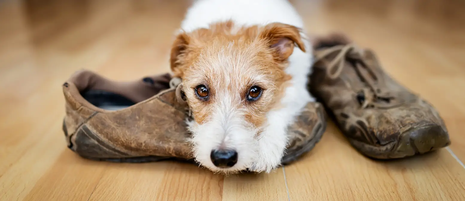 sad-dog-shoes-separation-anxiety sad-dog-shoes-separation-anxiety