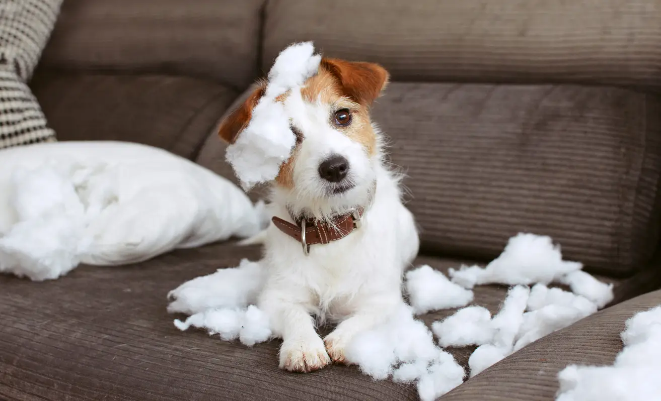 anxious-dog-tear-cotton-wool anxious-dog-tear-cotton-wool