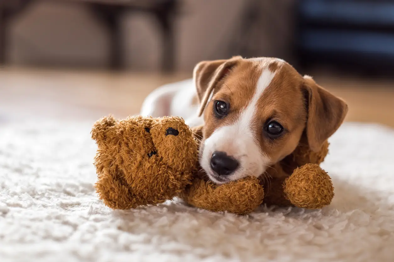 taking-care-of-new-puppy taking-care-of-new-puppy