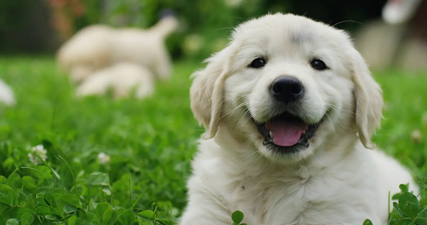protecting-dogs-dental-health protecting-dogs-dental-health