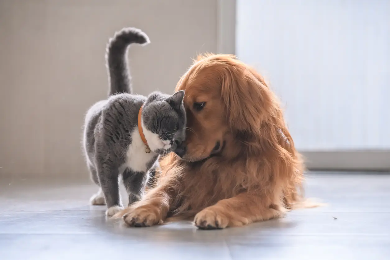 insurance-for-new-kitten
