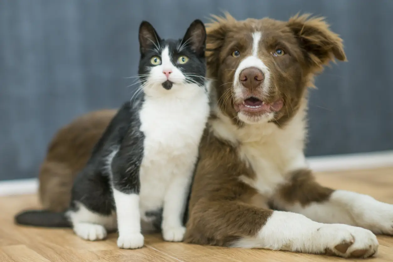 how-to-protect-my-kittens-health
