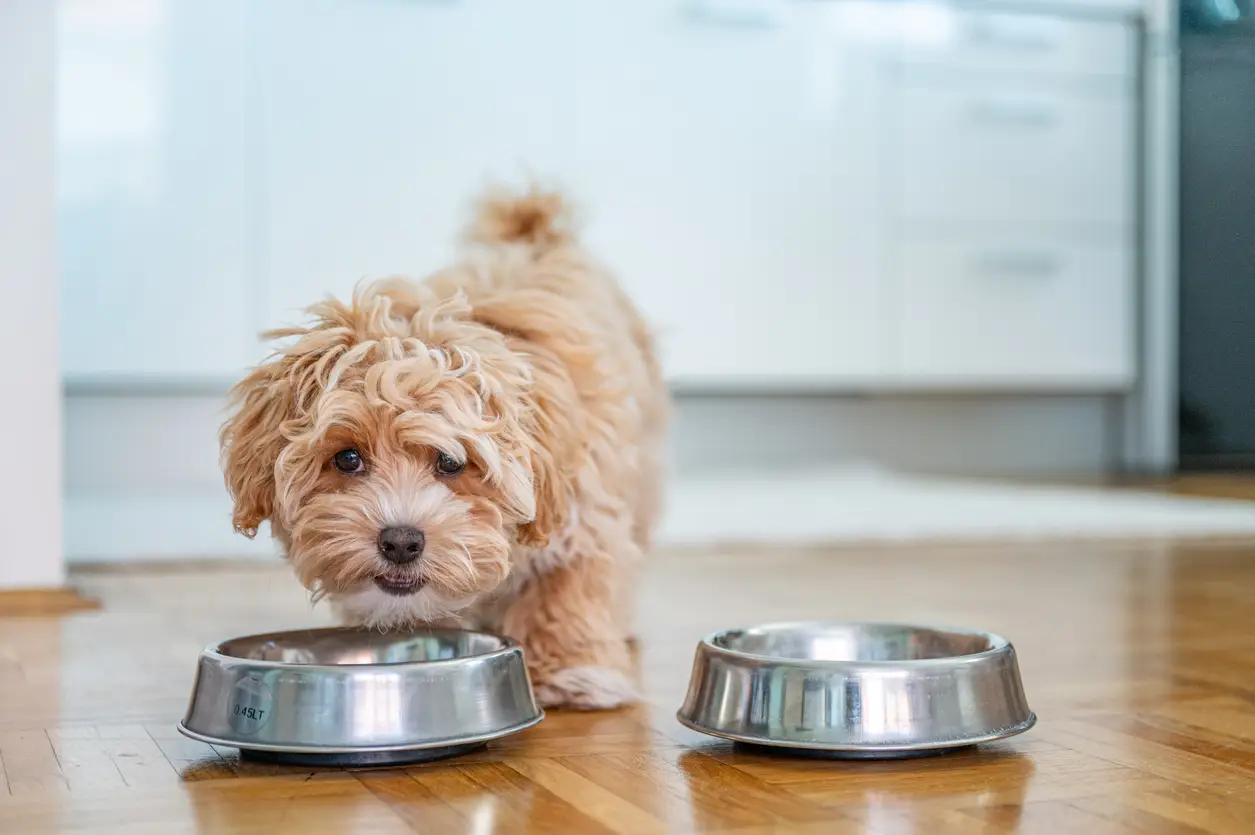 what-food-to-prepare-for-puppy what-food-to-prepare-for-puppy