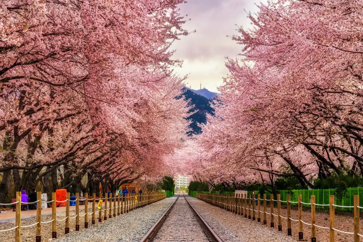 Cherry blossoms in Korea