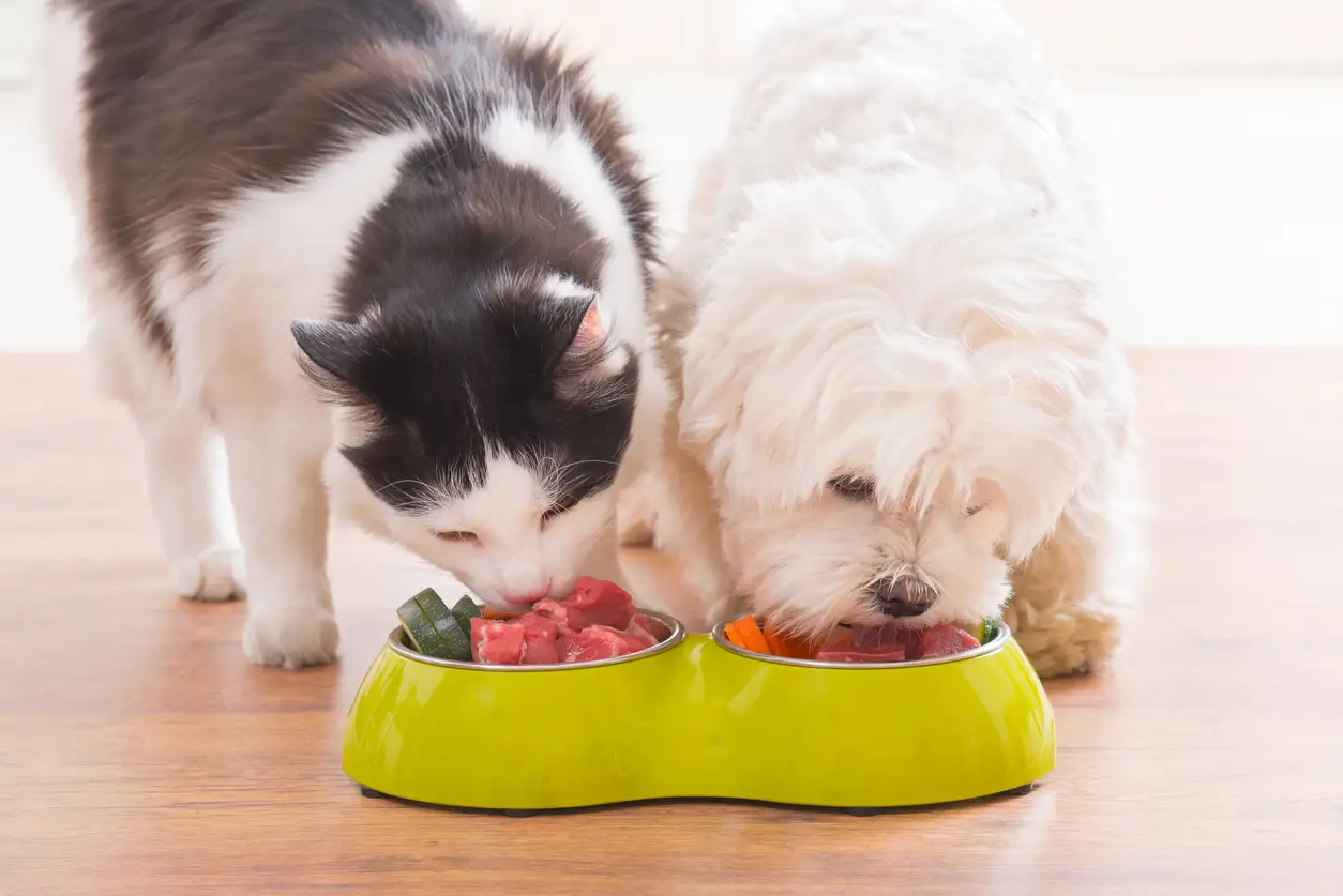 cat-dog-nutrition-guide cat-dog-nutrition-guide