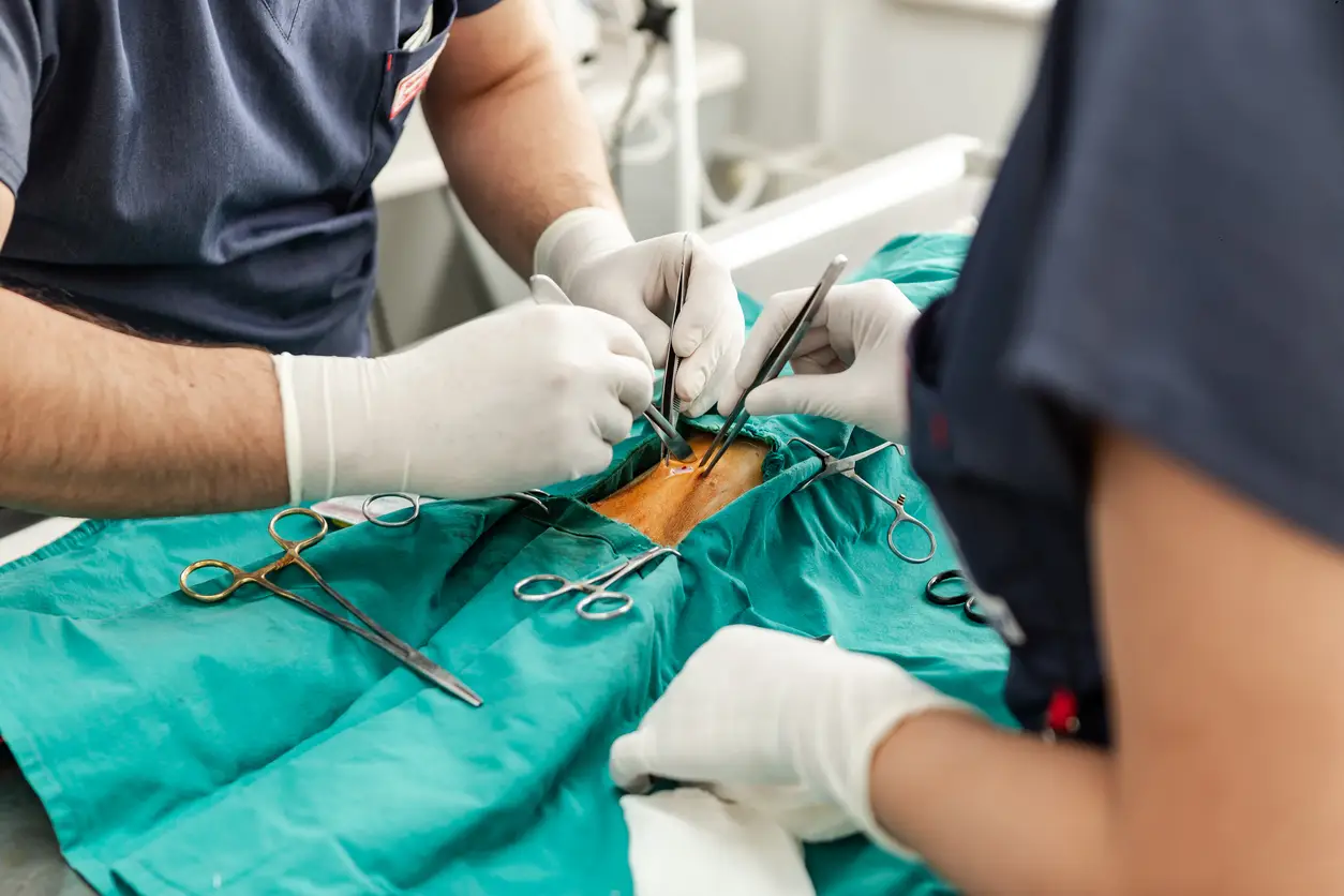 pet-surgery-insurance pet-surgery-insurance
