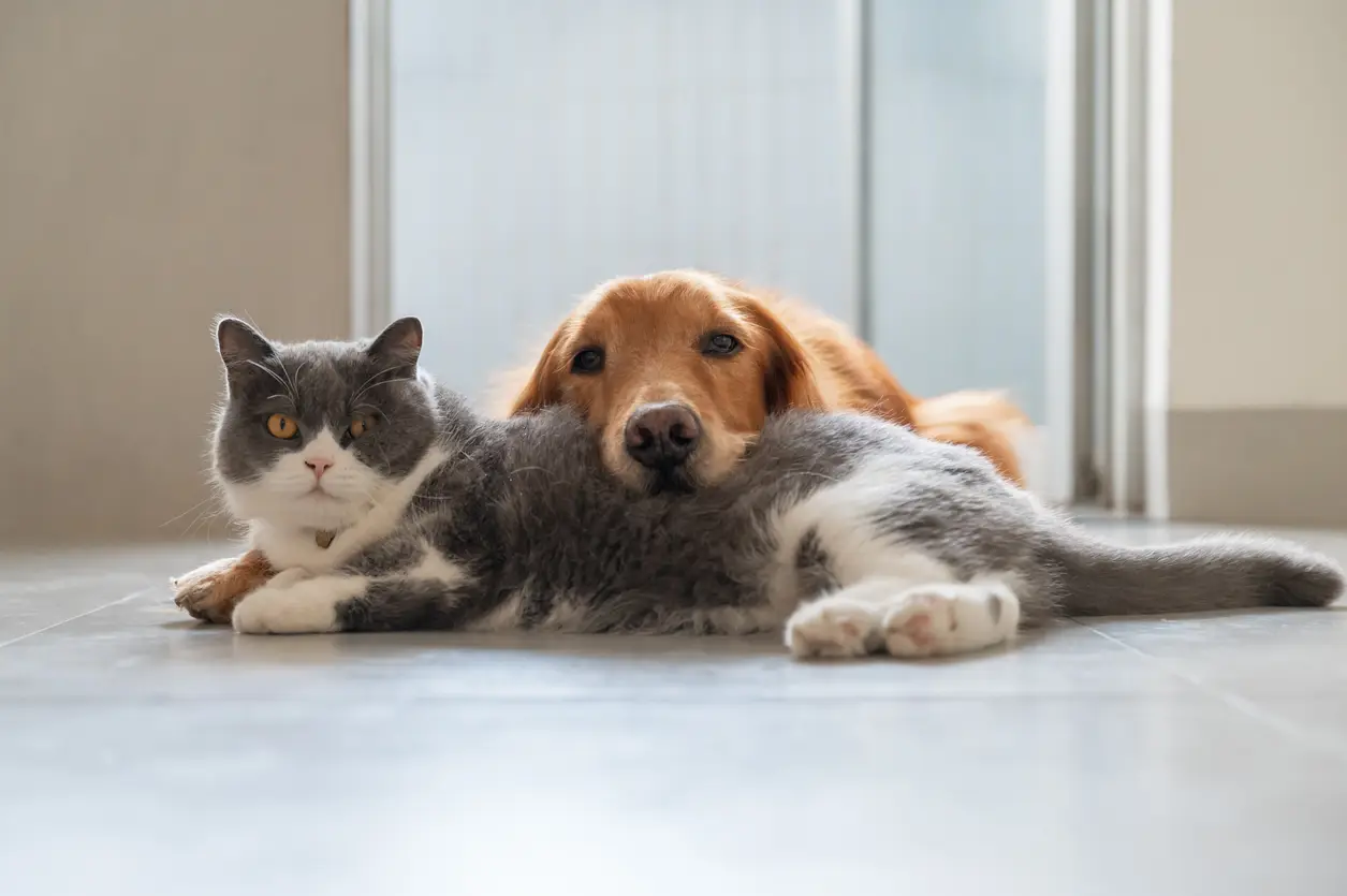 factors-to-consider-best-pet-insurance