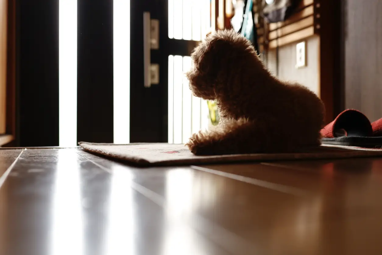 dog-door-separation-anxiety dog-door-separation-anxiety
