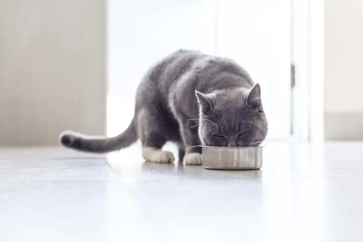 how-to-feed-kitten