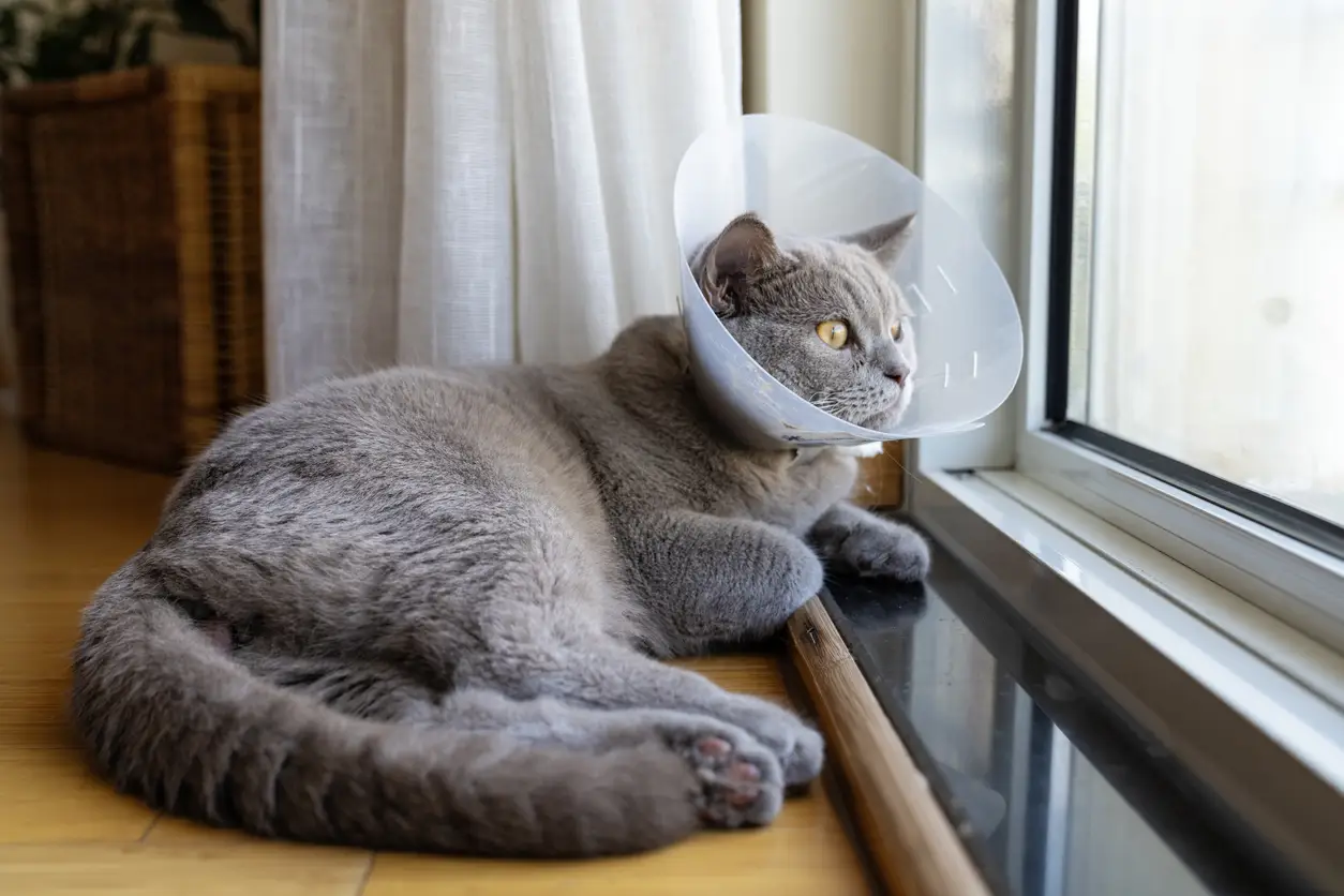 cat-in-cone-pet-insurance cat-in-cone-pet-insurance