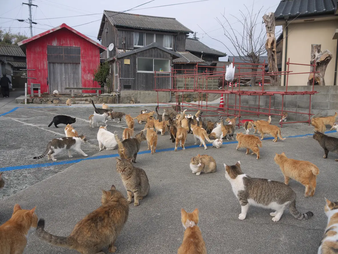 Aoshima cat island in japan