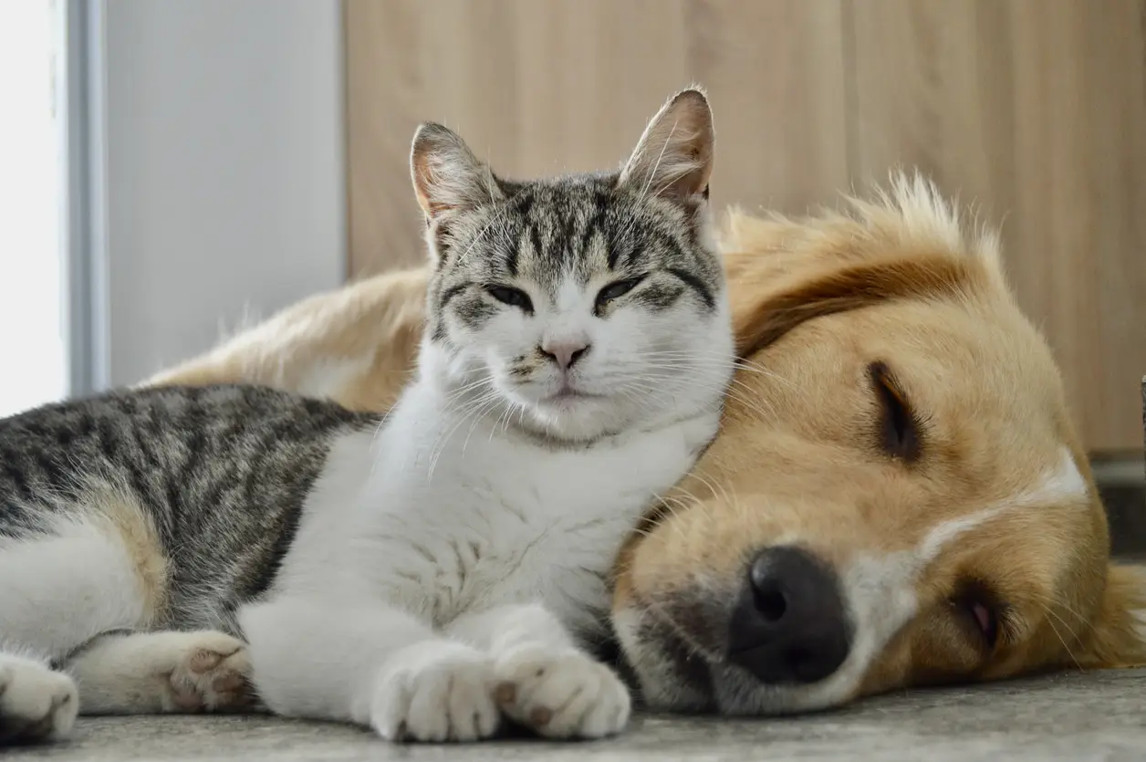 cat-dog-sleeping