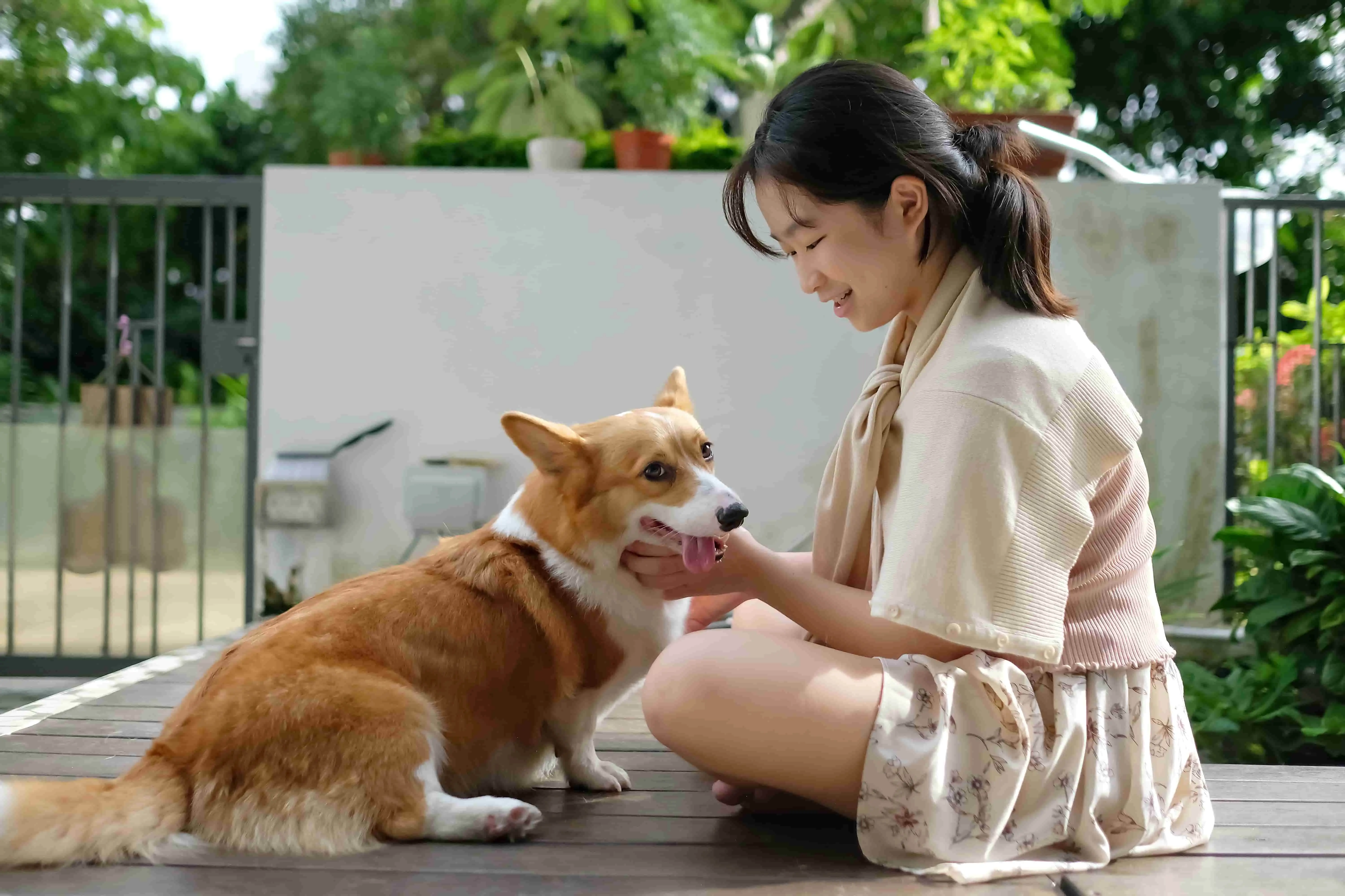 dog with owner