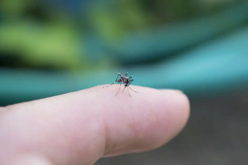 Dengue mosquito on finger​