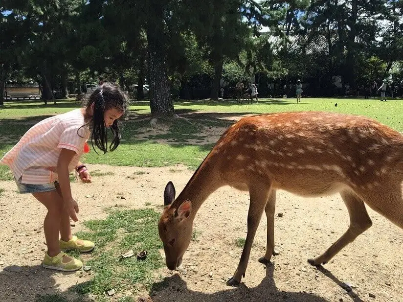 child and deer