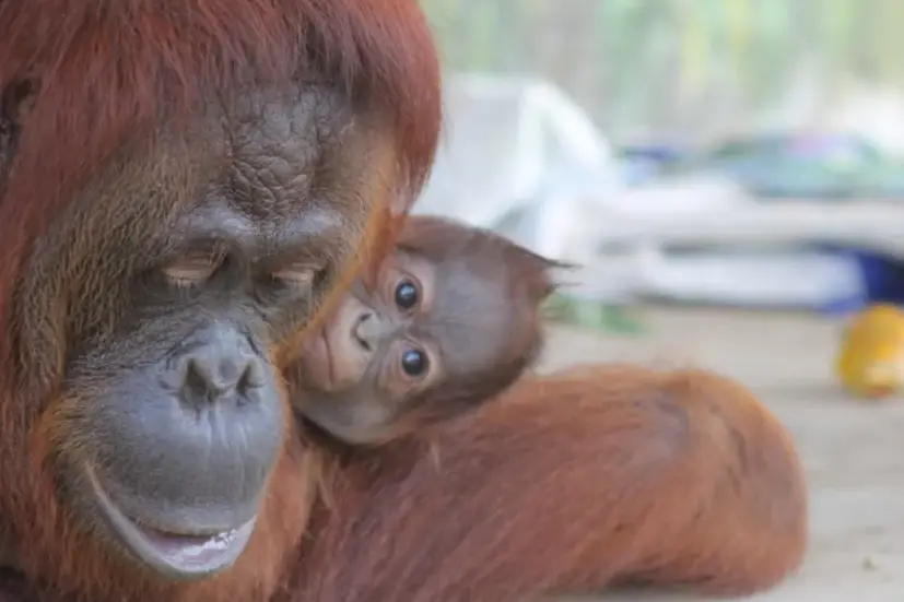 nearby-destinations_safari-lagoi