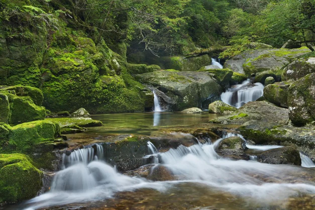 Yakushima in Japan