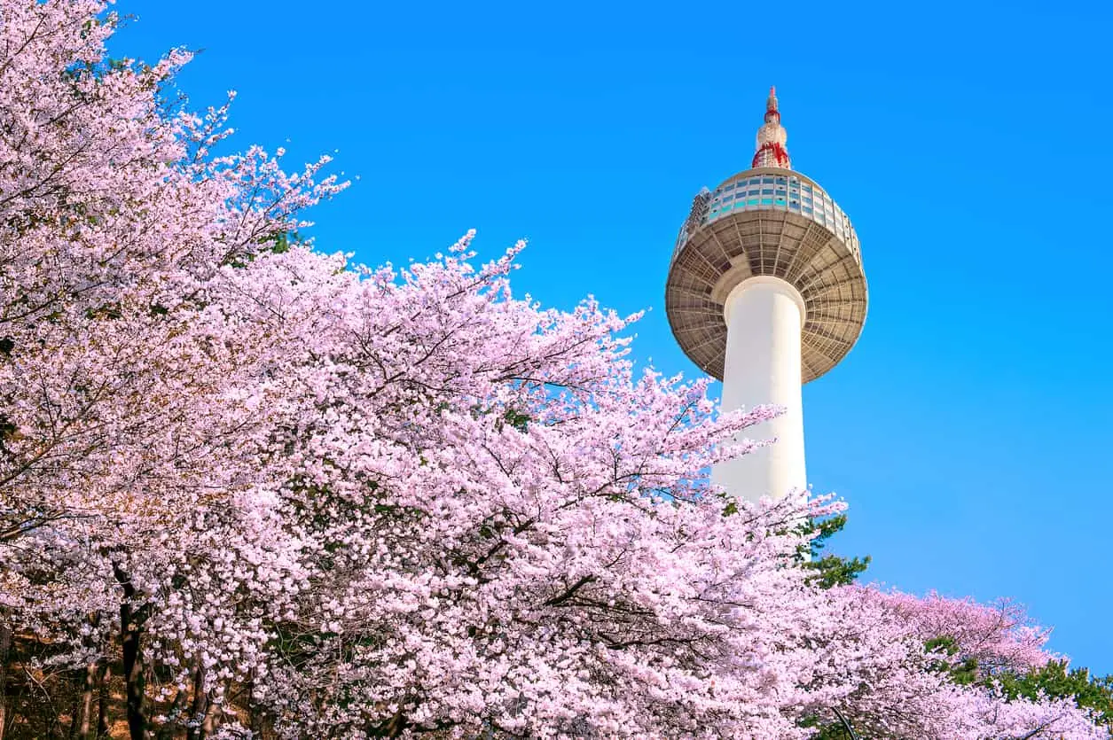 Cherry blossoms at Namsan, Seoul​