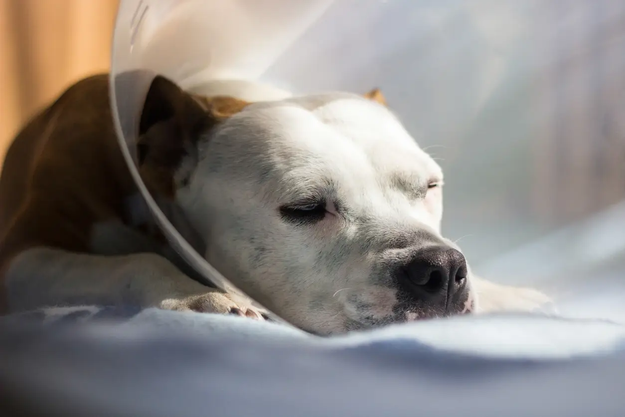 sad-injured-dog-cone-pet-insurance sad-injured-dog-cone-pet-insurance