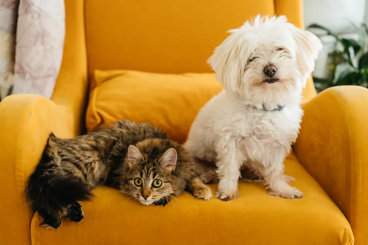dog-cat-on-sofa