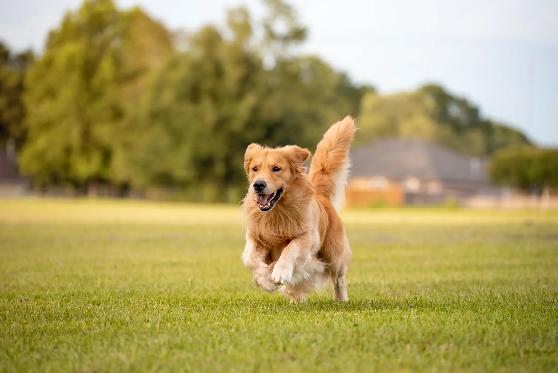 Golden retriever running on field​