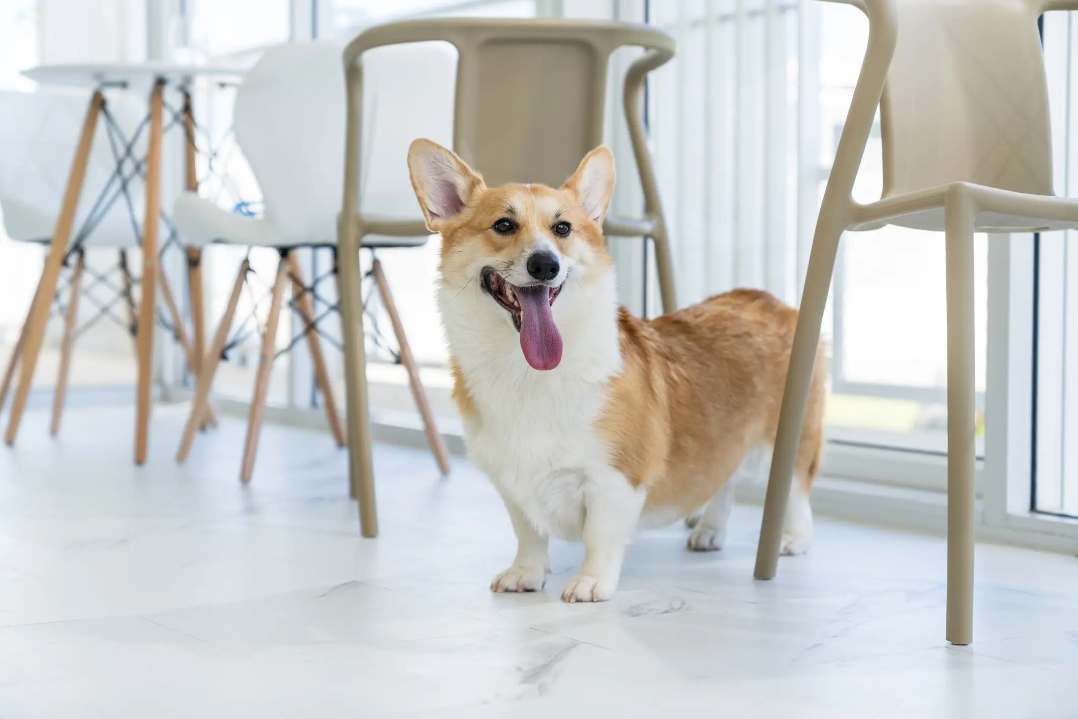 Corgi dog standing underneath chair​