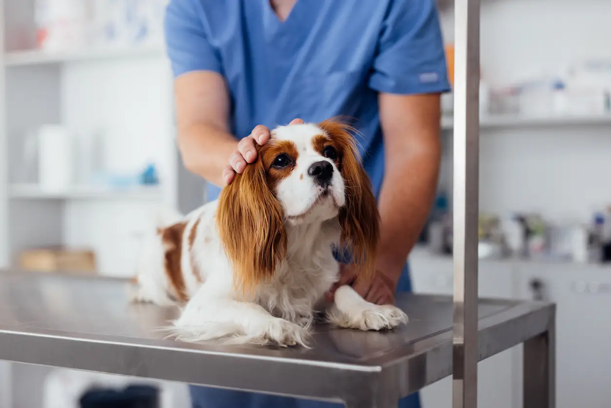dog-on-vet-table