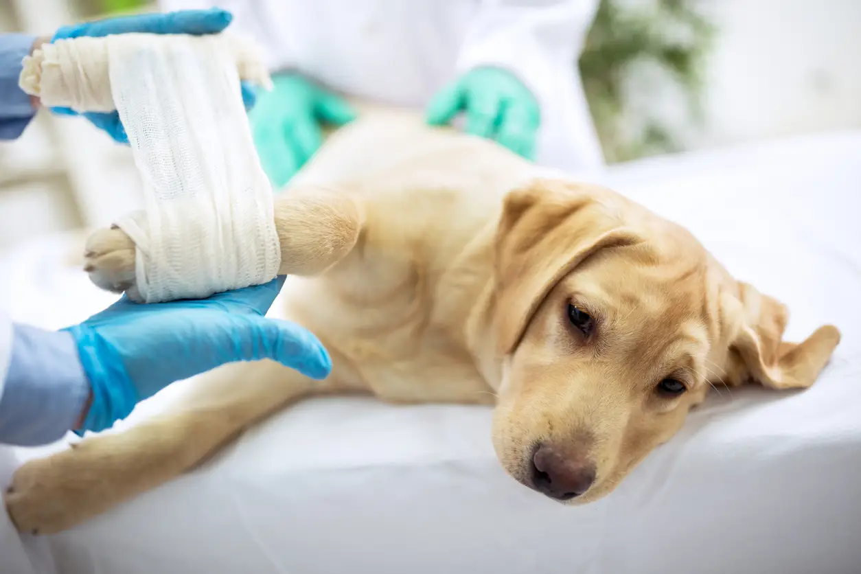 dog-in-cast-pet-insurance