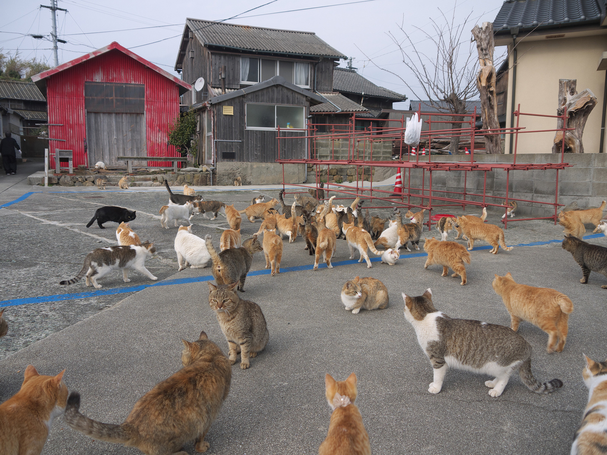 Japan's best islands to visit, from Okinawa to cat sanctuary Aoshima