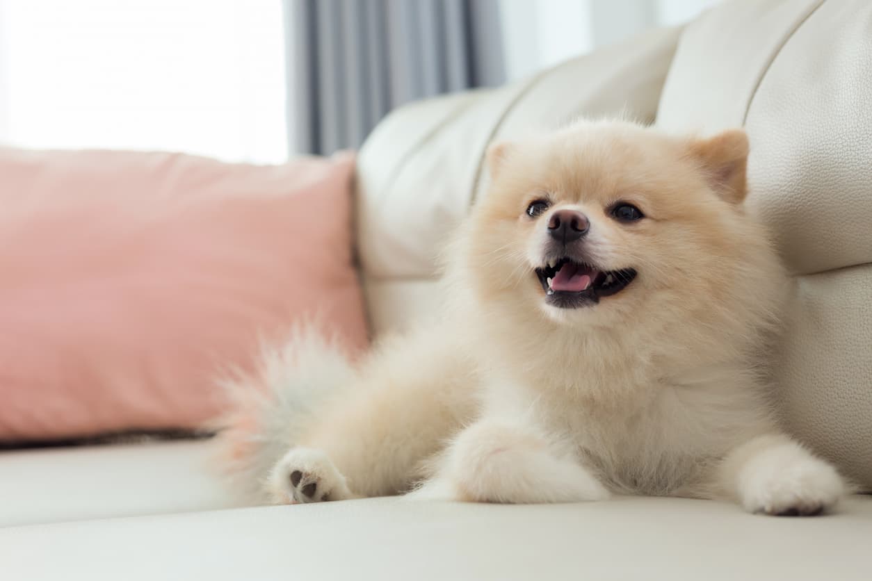 Pomeranian at home 