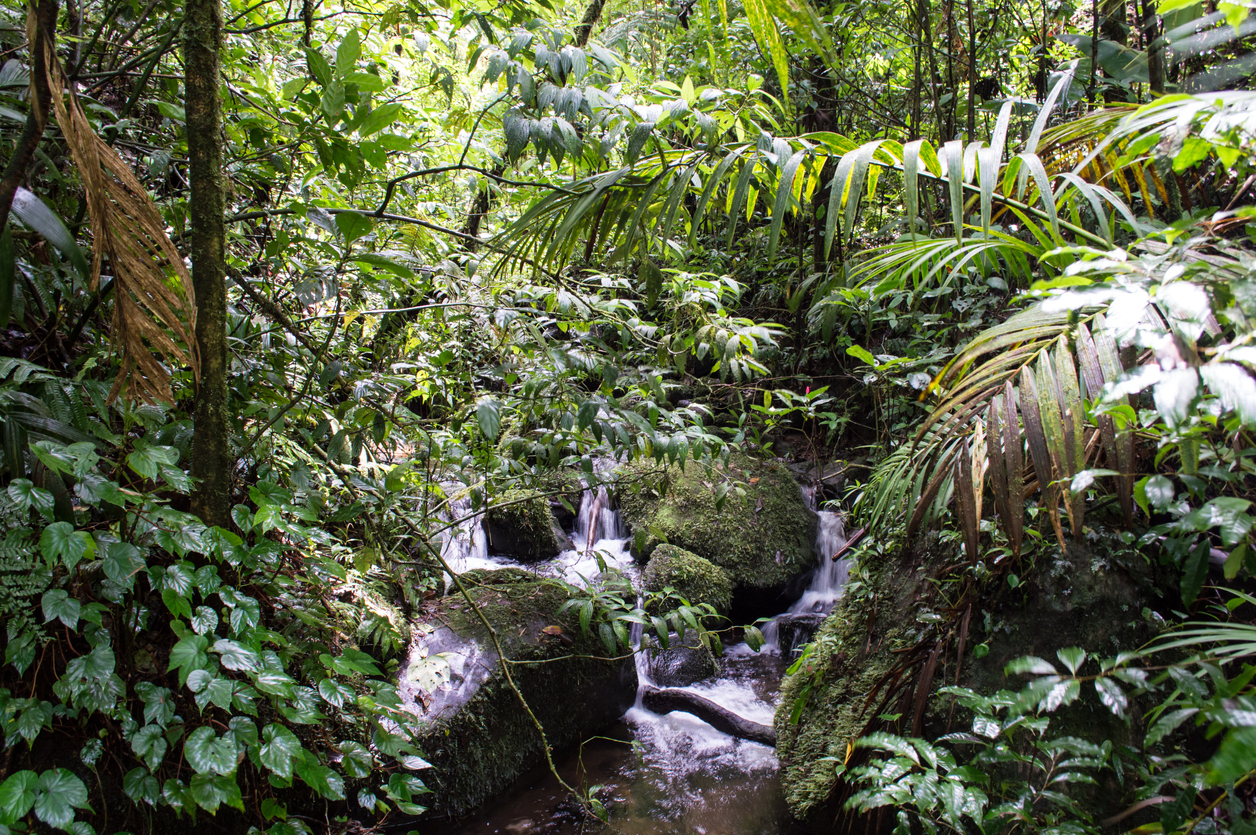Rainforest in Costa Rica
