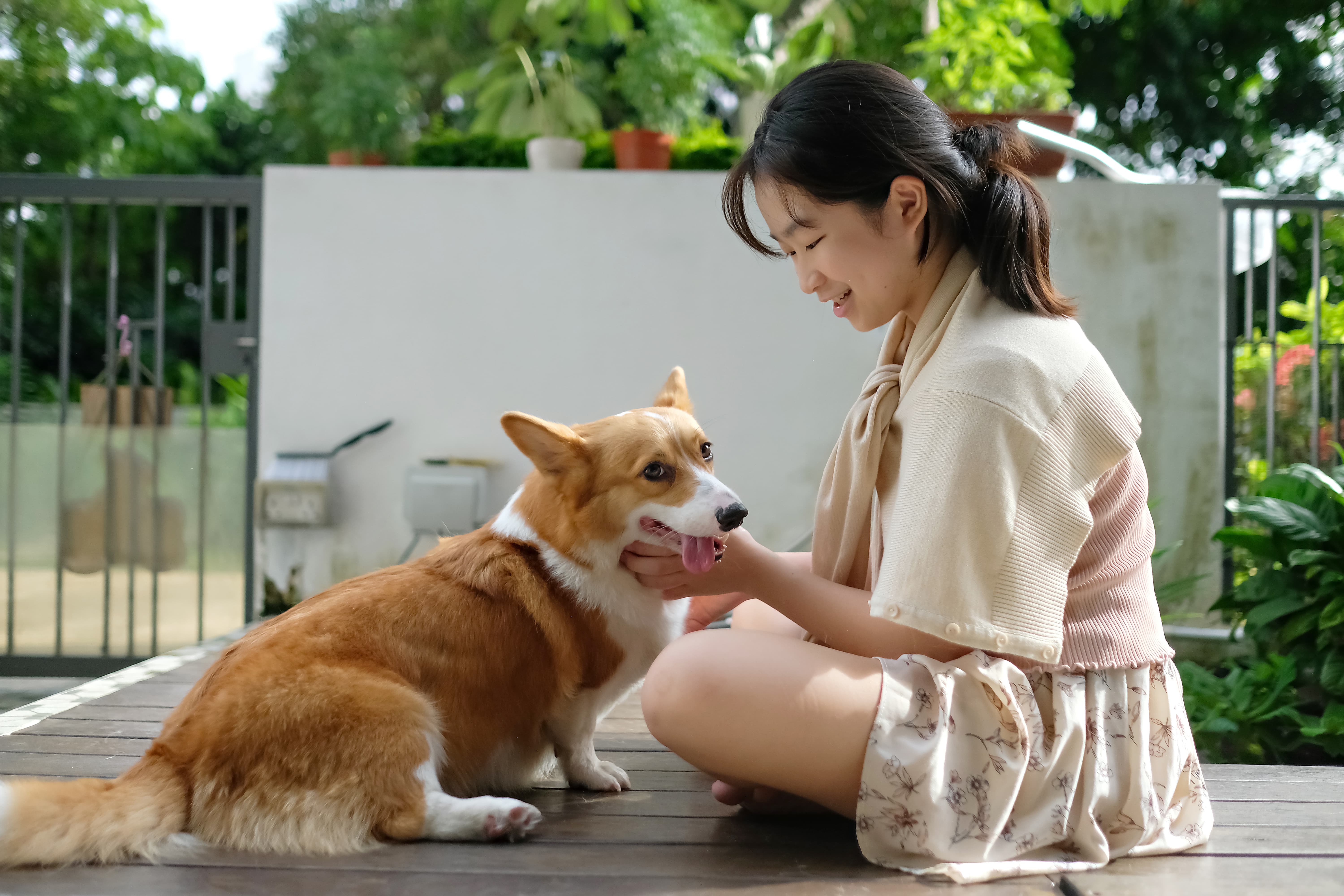 dog with owner