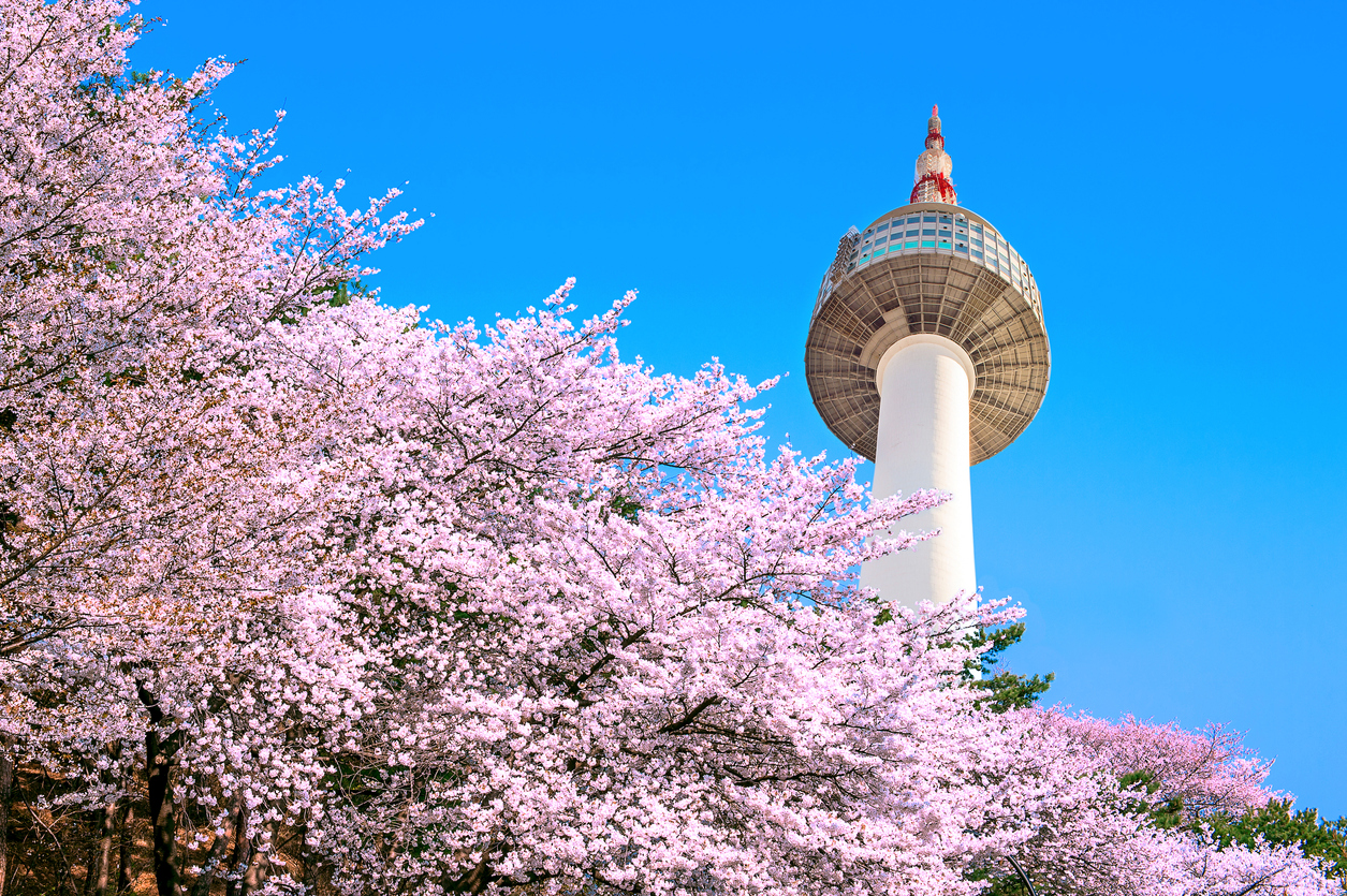 seoul cherry blossom