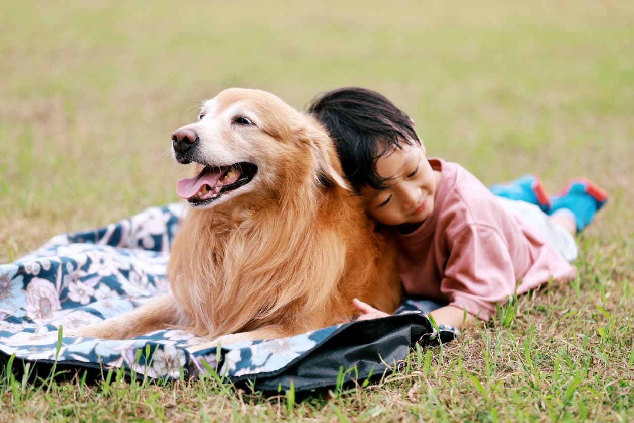 golden retriever with child